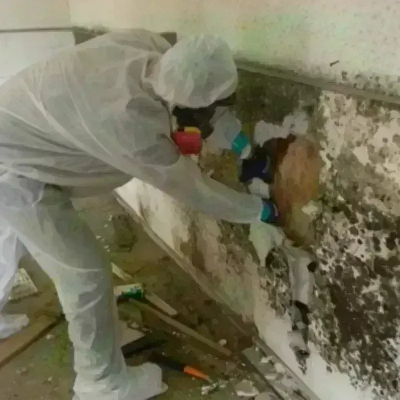 Mold Remediation and Removal in Henderson County, KY